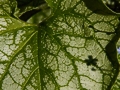 Brunnera macrophylla Jack Frost IMG_9425 Brunera wielkolistna